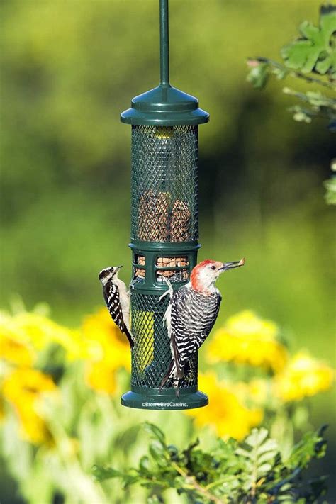 No Mess Bird Feeders to Keep Your Yard Clean - Birds and Blooms