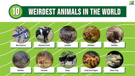 Weird Animals In The World