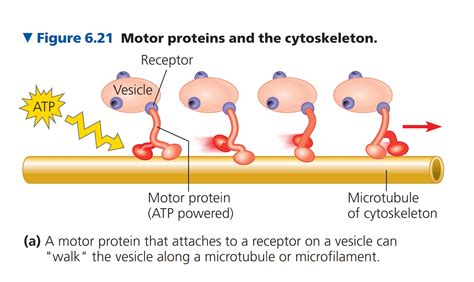 How do animal cells move? | Motor proteins and cytoskeleton in cellular biology