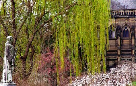 Cincinnati - Spring Grove Cemetery & Arboretum "Willow Tre… | Flickr