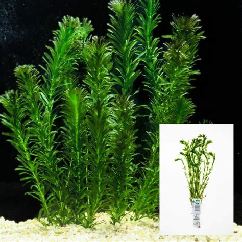 Aquarium Central -Live Plant - Hydrilla - Bunch - Aquarium Central