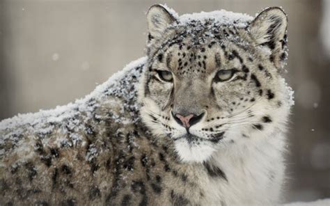 Snow leopard | species data, history, in culture, conservation - BigCatsWildCats