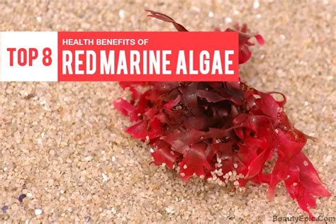 Top 8 Benefits of Red Marine Algae - Why It's Good for You