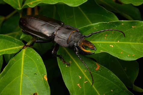 The most amazing Insects of the Amazon Rainforest