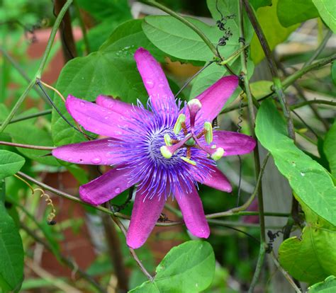 Blue Passion Flower - Passiflora caerulea - Seeds