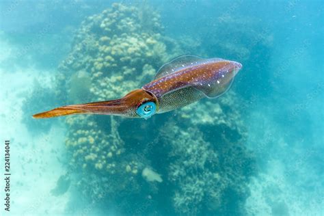 Caribbean coral reef swimming squid Stock Photo | Adobe Stock