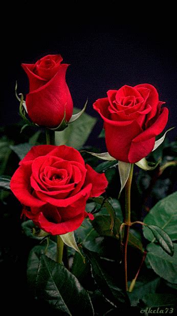 Imagenes De Rosas Rojas Animadas