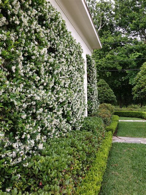 Trachelospermum Jasminoides Star Jasmine | ubicaciondepersonas.cdmx.gob.mx