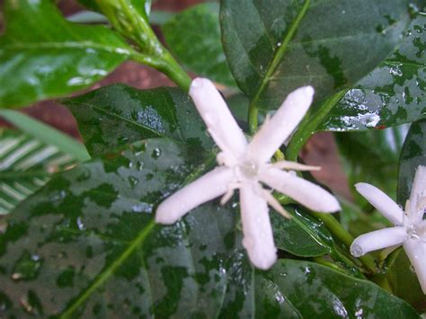 gardentropics: Coffee Flowers