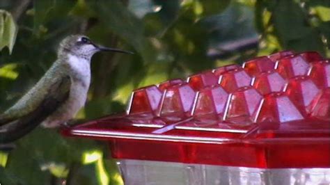 World S Best Hummingbird Feeder | AdinaPorter