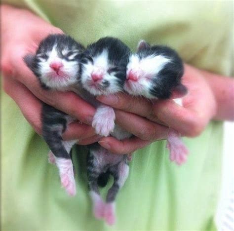 15 Extremely Cute Newborn Kittens We Just Had To Share - I Can Has ...