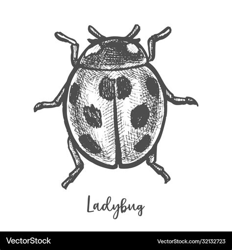 Sketch ladybug insect hand drawn ladybird Vector Image