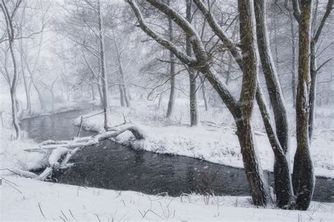 Winter Landscape with Blizzard in the Forest Stock Photo - Image of outdoors, color: 46245844