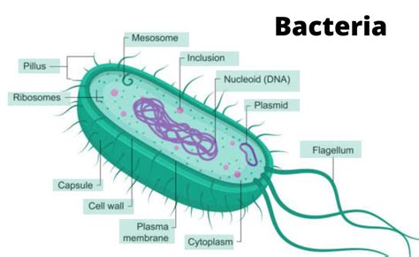 Structure Of A Bacteria