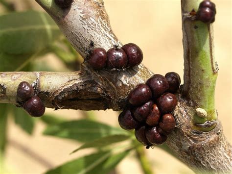 Walnut tree treatments, most common diseases and pests of this fruit tree, Nexles