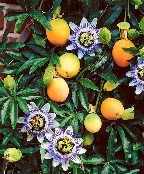 Leyenda de la Flor del Mburucuyá | Museo Jardín Botánico Prof. Atilio Lombardo