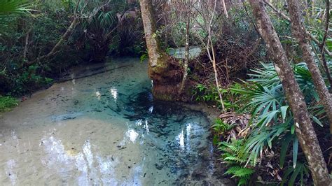 Juniper Springs - Silver Springs, Florida - Florida Springs