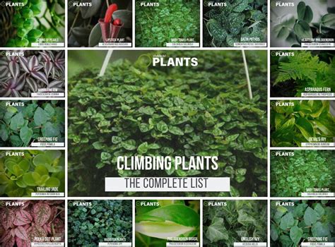 19 Types Of Vine Plants For Vivariums | Placement & Pictures | Plants, Climbing plants ...