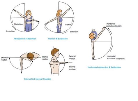 Muscles That Move the Arm | How to study anatomy, Muscle, Anatomy