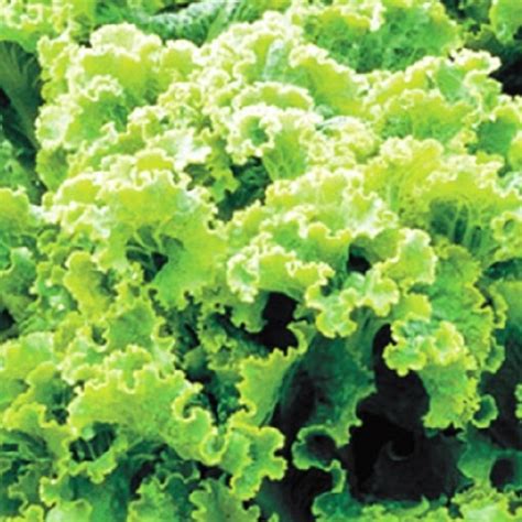 500 Green Ice Leaf Lettuce Seeds | NON-GMO | Heirloom | Fresh Garden ...