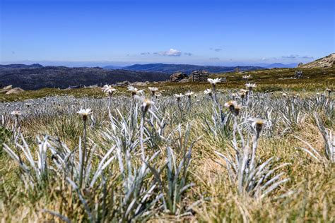 Climbing Mount Kosciuszko in New South Wales 2024-2025 - Rove.me