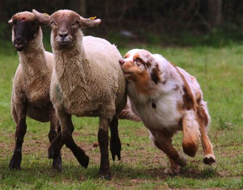 Australian Shepherd herding | Dogs | Pinterest | Australian shepherd, Dog and Animal