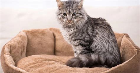 Domestic Medium Hair Cat Breed Information and Pictures - PetGuide