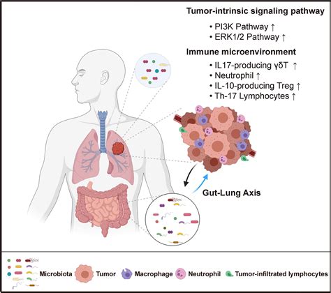Frontiers | Host-Microbiome Interaction in Lung Cancer