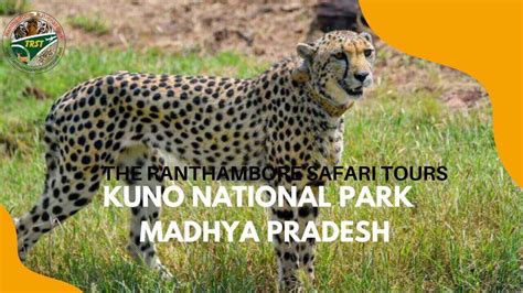 Kuno National Park - Madhya Pradesh