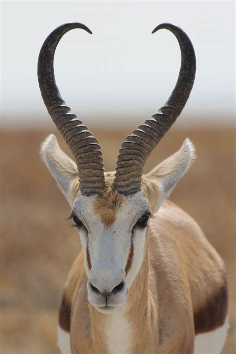 Springbok | Animals with horns, African animals, Animals