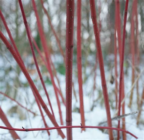 Cornus alba 'Elegantissima'