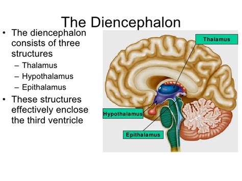 Epithalamus Diagram