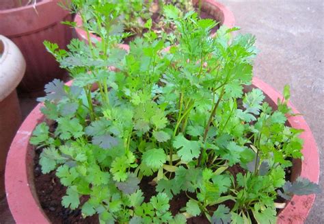 Archies Authentic Touch: Growing Coriander leaves at home