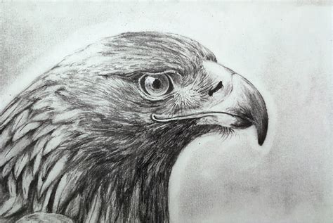 Golden Eagle done in pencil : r/drawing