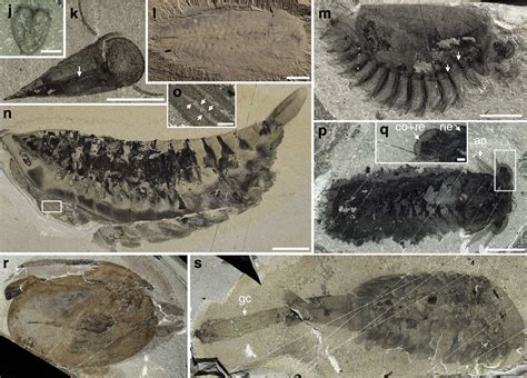 New find hits Cambrian fossil jackpot—again | Ars Technica