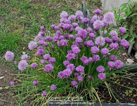 Chives: Plant Care and Collection of Varieties - Garden.org