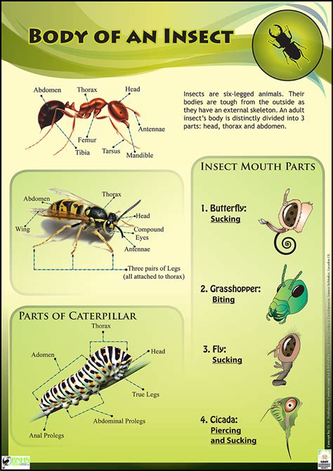 Insect Life Educational posters for Kids & schools