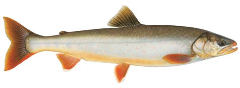 Arctic Char – Western Native Trout Initiative