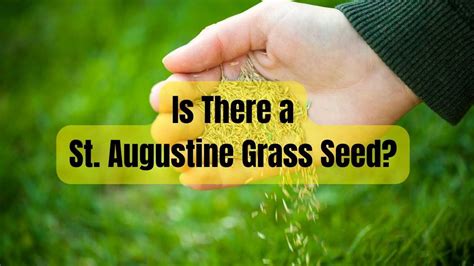 Is There a St. Augustine Grass Seed for Houston Area Lawns?