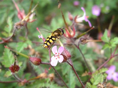 BugBlog: Summer Hoverfly identification