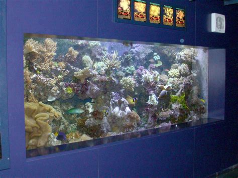 File:Reef aquarium.jpg - Wikipedia