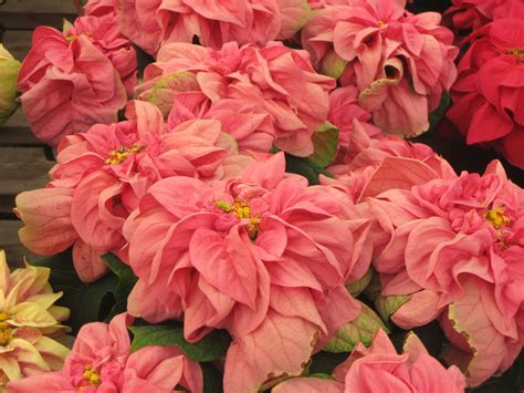 Amazing Pink Poinsettia's | Plant pictures, Poinsettia, Planting flowers