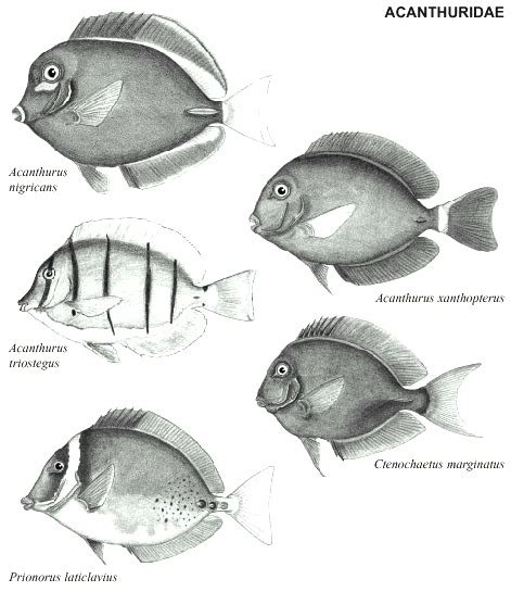 Palette surgeonfish: Characteristics, types, care and more....