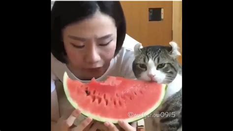 Cat Eating Watermelon| Funny Cats Compilation #3 - YouTube