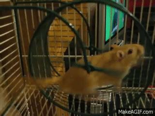 Gerbil running on wheel on Make a GIF