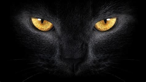 Hintergrundbilder : schwarz, Illustration, einfarbig, Nase, Whiskers, Schwarze Katze, Dunkelheit ...