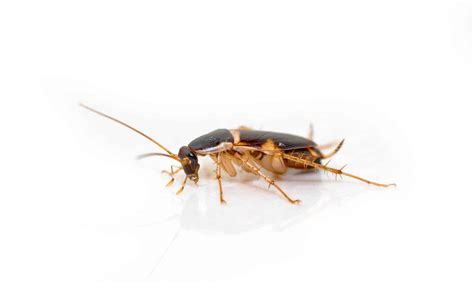 Roaches in Texas - AZ Animals