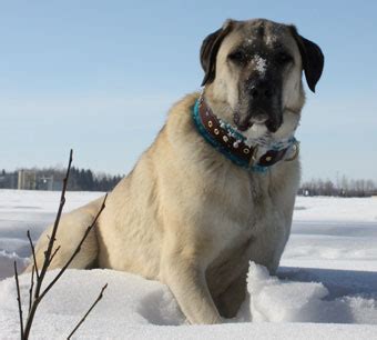 Kangal Dog