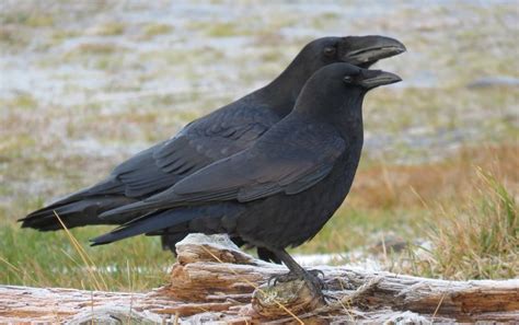 Crow and Raven comparison picture, on the Homer Spit today. | Crow, Raven, Crow photos