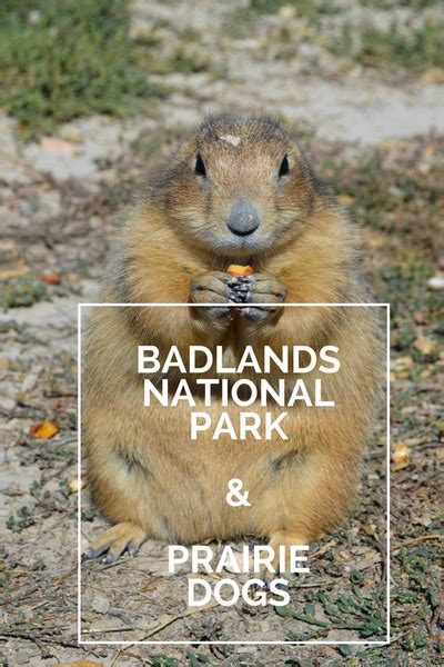 Badlands National Park and prairie dogs - Travel Eat Enjoy Repeat | Badlands national park ...